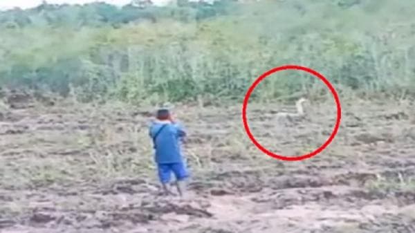 Ketapang Geger! Ular Kobra Putih Langka Muncul di Permukiman Warga