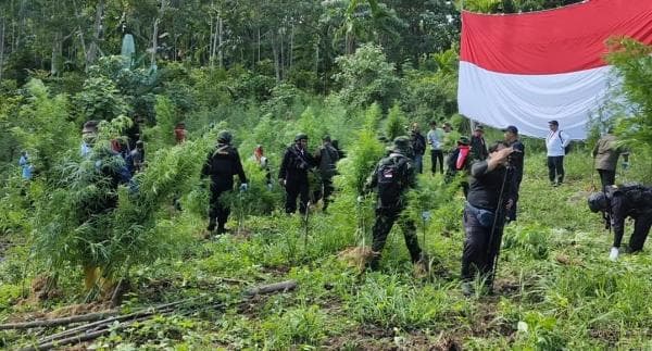 Lagi, Ladang Ganja di Aceh Utara Seluas 4,5 Hektar Berhasil di Temukan dan di Musnahkan Oleh BNN