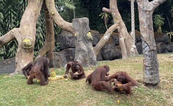 Unik, Orangutan Pesta Durian di Taman Safari Prigen Unik, Orangutan Pesta Durian di Taman Safari Prigen