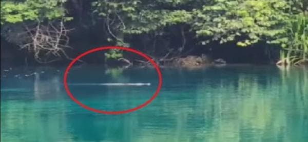 Viral! Penampakan Buaya Berenang di Objek Wisata Labuan Cermin Viral! Penampakan Buaya Berenang di Objek Wisata Labuan Cermin
