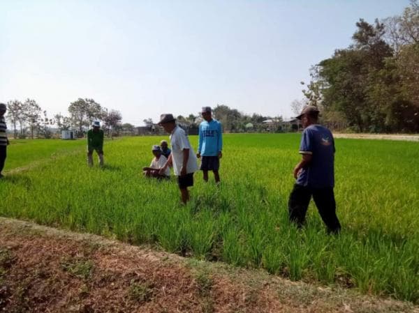 Pintu Waduk Delingan Ditutup,85 Hektare Pesawahan di Tiga Desa di Karanganyar Terancam Gagal Panen