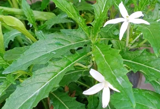 Bunga Kitolod, Tanaman Obat Tetes Ini Mata Banyak Tumbuh Liar di Sekitar Rumah