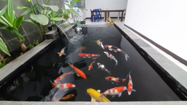 Jenis-Jenis Ikan Koi: Keindahan yang Memikat dalam Dunia Hobi