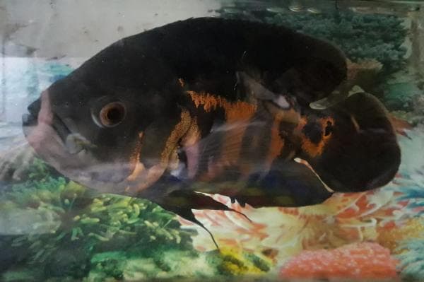 Pesona Ikan Oscar Tiger, Konon Membawa Hoki alias Keberuntungan