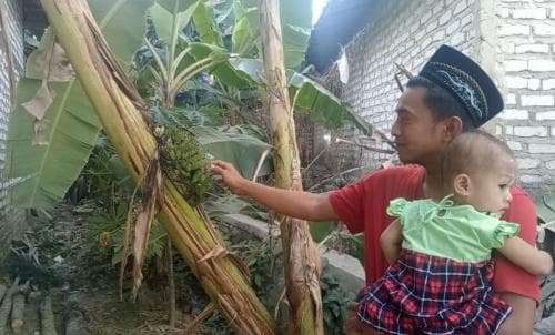 Viral Pohon Pisang Buah Muncul di Tengah Batang, Bikin Heran