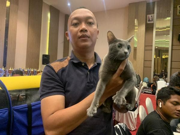 Kucing Endemik Asli Indonesia Ikut Dalam Ajang International Cat Show World Cat Federation