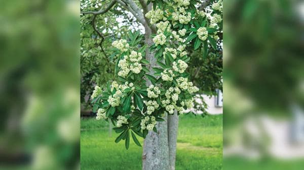 9 Manfaat Pohon Pule untuk Kesehatan