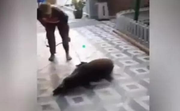 Heboh, Seekor Babi Liar Masuk ke Rumah Ketua DPR, Bikin Penghuni Panik Heboh, Seekor Babi Liar Masuk ke Rumah Ketua DPR, Bikin Penghuni Panik