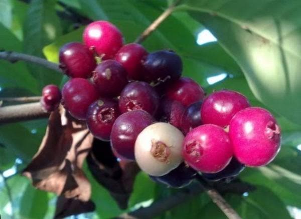 14 Manfaat Buah Salam untuk Kesehatan yang Wajib Diketahui