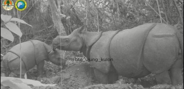 Kabar Gembira! Seekor Anak Badak Jawa Baru Terekam Kamera di Taman Nasional Ujung Kulon