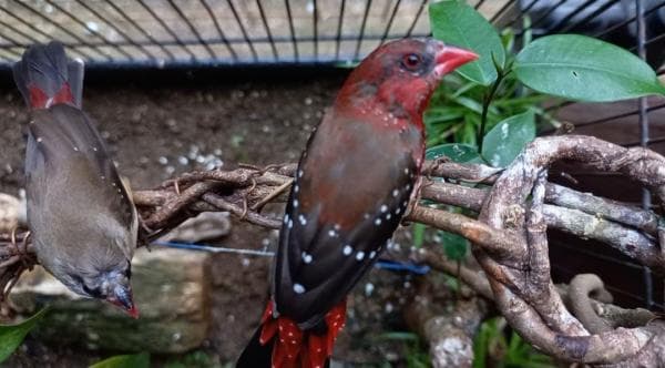 Strawberry Finch! Rekomendasi Burung Hias Kecil untuk Aviary Mini