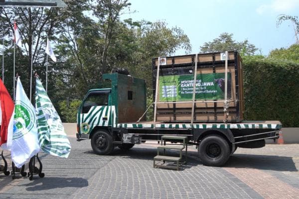 Banteng Taman Safari Prigen Dilepaskan ke Taman Nasional Blauran
