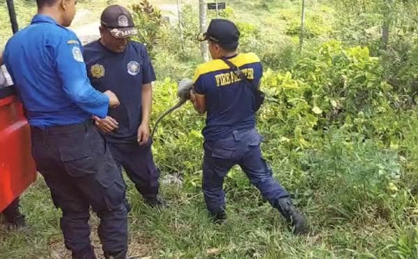 Petugas Damkar Jember Lepas Liarkan Monyet Jenis Ekor Panjang di Lereng Argopuro Petugas Damkar Jember Lepas Liarkan Monyet Jenis Ekor Panjang di Lereng Argopuro