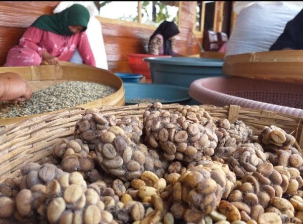 Mengenal Kopi Luwak Bondowoso, Salah Satu Kopi Termahal di Dunia Mengenal Kopi Luwak Bondowoso, Salah Satu Kopi Termahal di Dunia