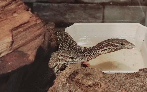 33 Ekor Biawak Timor Dilepasliarkan di Hutan Kateri Kabupaten Malaka NTT