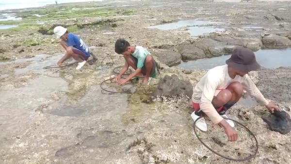 Demi Lobster, Nelayan Cihara Lebak Rela Berjuang Hadapi Gelombang