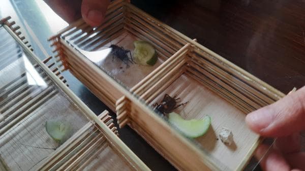 Tren Memelihara Jangkrik di Tasikmalaya, Suaranya Bikin Suasana Tenang Dipercaya Bisa Usir Tikus