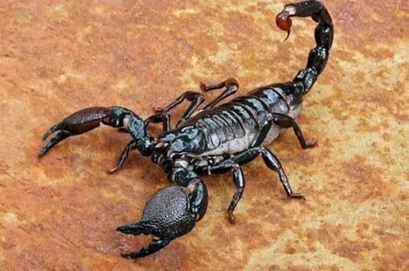 Viral! Munculnya Ratusan Ular Berbisa dan Kalajengking di Kota Makkah, Pertanda Apa