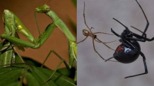 Kanibalisme Seksual, Inilah 4 Jenis Binatang yang Memakan Pasangannya saat Perkawinan