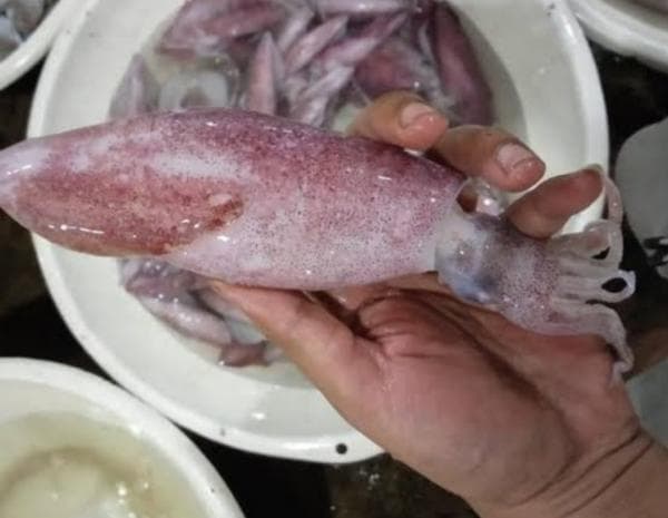 7 Bahaya Konsumsi Cumi-Cumi yang Wajib Diketahui