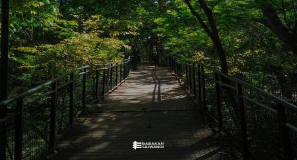 Penuh Kontroversi, Simak Jejak Sejarah Hutan Baksil Kota Bandung