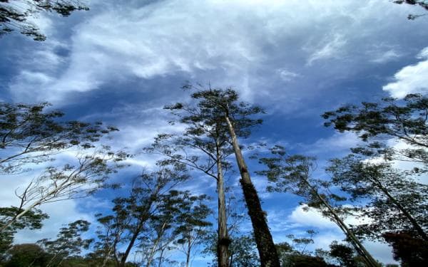 Kapan Musim Kemarau di Indonesia? Ini Prediksi BMKG