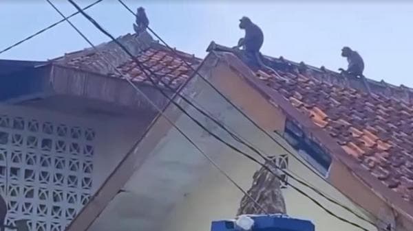Gerombolan Monyet Berkeliaran di Kota Bandung, Begini Penampakannya