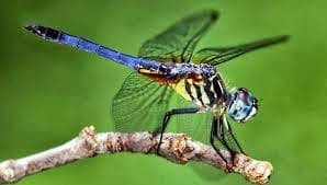 Gigitan Capung ke Pusar Bisa Bikin Anak Berhenti Ngompol?, Berikut Faktanya