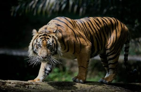 Duel Dengan Harimau, Petani di Suoh Alami Luka Cakar di Kepala Hingga Punggung