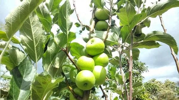 Ini Manfaat dan Kelebihan dari Buah Apel untuk Kesehatan Tubuh