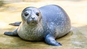 Flu Burung Musnahkan Ribuan Habitat Anjing Laut, Ilmuwan Bingung Cari Solusi