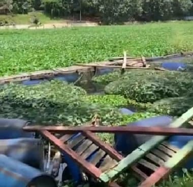 Wisata Telaga Gupit Gading Rejo Terbengkalai Dipenuhi Eceng Gondok