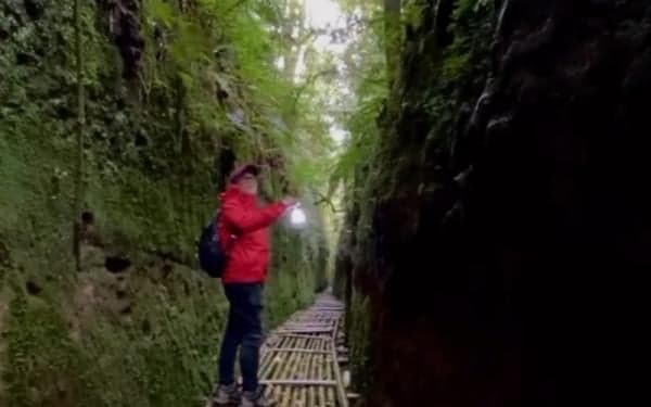 Lorong Lumut Lembang: Oase Healing di Tengah Keindahan Alam Lembang