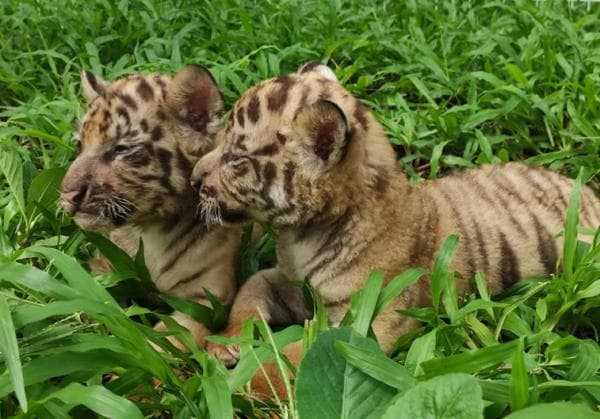 Lucu dan Imut, Bayi Harimau Benggala yang Baru Lahir Bikin Gemas Pengunjung Solo Safari