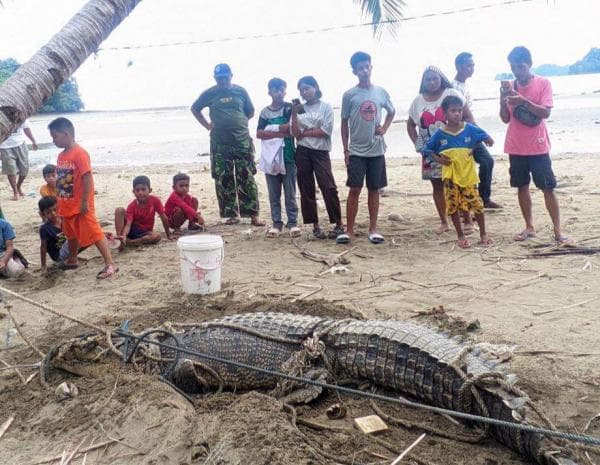 Awas! Buaya yang Terlihat di Pesisir Pantai Minsel dan Bolmong sangat Berbahaya, Ini Jenisnya