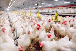 Ketua KPP RI Menyikapi Persoalan Kandang Ayam di Cijaku Lebak