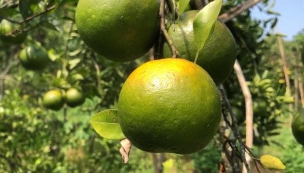 Mencicipi dan Berwisata di Kebun Jeruk Pulung Ponorogo yang Langka