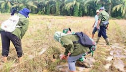 Basmin Hama, TNI Bersama Pemkab Rohul dan Petani Berburu Tikus 