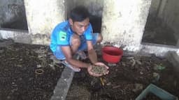 Budidaya Maggot, Pemuda di Tuban Raup Cuan Puluhan Juta Rupiah Perbulan