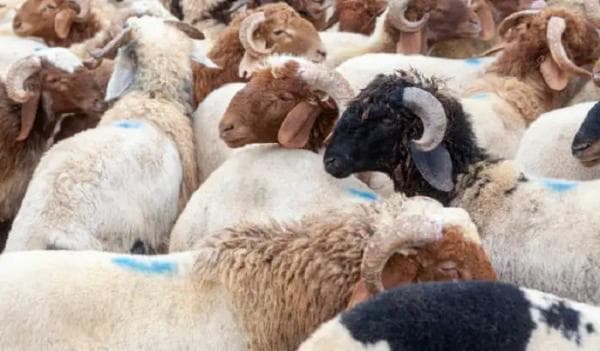 Ini Tiga Syarat Memilih Hewan Kurban yang Wajib Dipenuhi Sesuai Syariat Islam