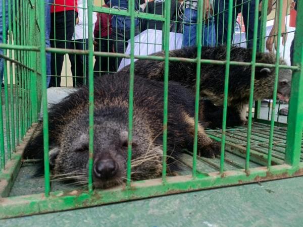 Polisi di Batam Sita Satwa Langka yang Dilindungi, Namanya Binturong