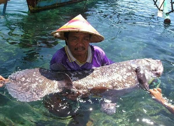 Kisah Penemuan Ikan Purba Coelacanth di Manado yang Telah Dianggap Punah