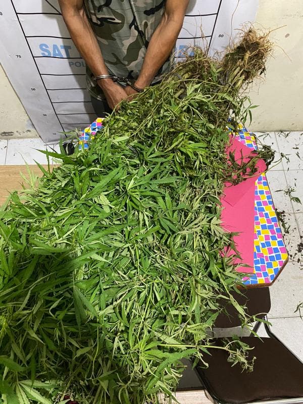 Coba Melarikan Diri, Pemilik Ladang Ganja Ditangkap Satres Narkoba Aceh Selatan