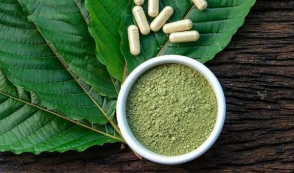 Data BNN: 133 Orang Kecanduan Kratom,  DPD Granat Banten Tolak Rencana Pemerintah Legalkan Kratom