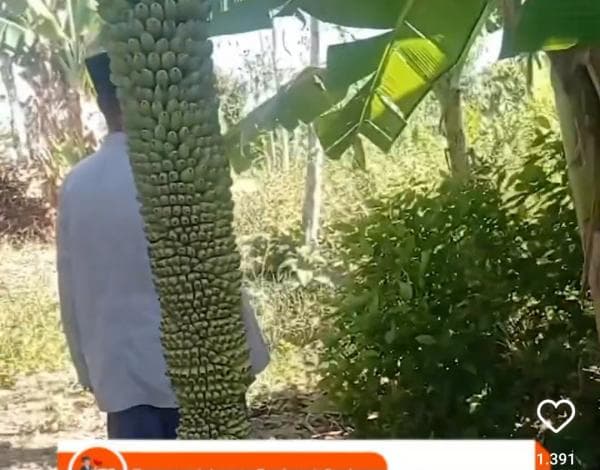 Satu Tandan Berbuah Ribuan Pisang Tumbuh di Sampang Madura