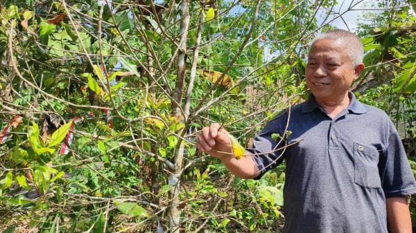Petani Keluhkan Harga Cengkeh di Ciamis yang Anjlok dari Rp100 Ribu jadi Rp60 Ribu