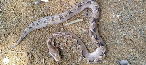 Waspada! Ular Tanah: 'Ranjau Darat' Mematikan di Kebun Anda!