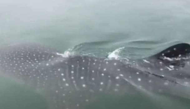 Kawanan Hiu Tutul Kembali Muncul di Area Wisata Kum Kum Probolinggo