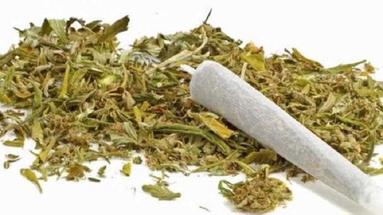 Polda Papua Barat Gagalkan Penyelundupan Ganja 5,6 Kg dari Jayapura lewat Pelabuhan Manokwari