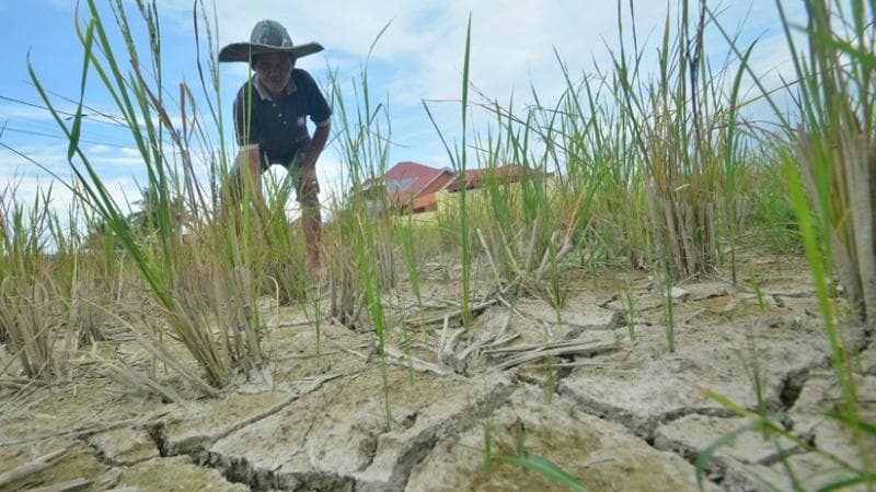 50 Hektare Sawah di Karawang Gagal Panen, Petani Nunggak Utang Modal Tanam